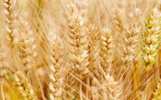 盛彩麦2号小麦种子介绍,适宜播种期10月上中旬