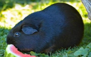 宠物猪的常见品种，常见品种有越南大肚猪、胡利亚尼猪、尤卡坦猪等