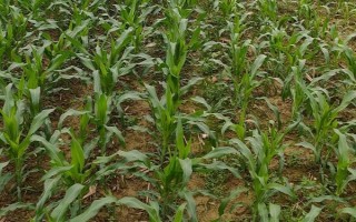 尚单6616（试验名称：尚单6616）玉米种子简介，每亩加施复合肥10-20公斤