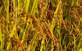 盐田育5号水稻品种简介，旱育秧每亩播量35~40公斤