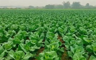 种植包菜的成本与利润，一亩地需投入2000元左右