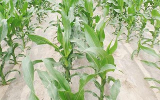 怎么用地膜种玉米，育苗移栽需要先栽苗再覆膜