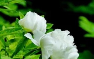 白牡丹的养殖方法，栽种后无需灌水