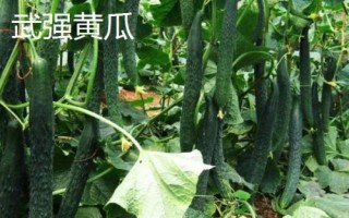 中国黄瓜之乡在哪里，指的是山东曲堤镇