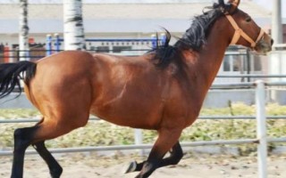 关中马的养殖要点，需选择颈部细长、肌肉丰满的种马作为养殖对象