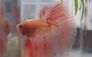 泰国斗鱼趴缸怎么办，先找准原因再寻找解决办法