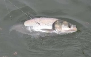 30斤以上的大鲢鳙能钓到吗，必须采取正确的方式才能钓到