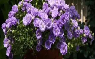 风铃花开败后怎如何修剪，要先将植株上所有的残花剔除