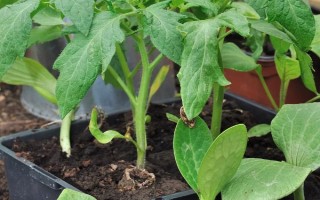 什么时候种植佛手瓜,在4-5月份种植可提高成活率