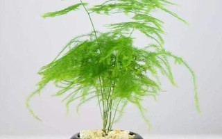 文竹的养殖方法，可选用陶瓷盆、泥盆养殖