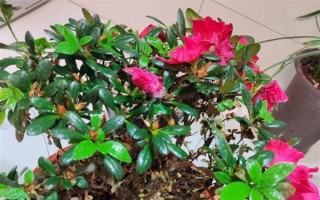 杜鹃花花朵掉了的原因，可能是自然凋谢或温度不适所致