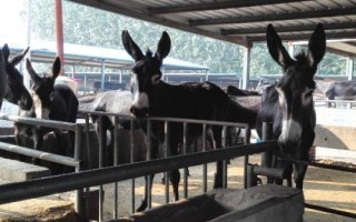 农村有哪些小工厂项目不愁销路，花生加工在城乡均有市场