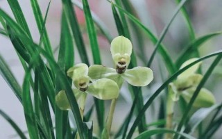 兰花的别称，具有中国兰、幽兰、兰华等别名