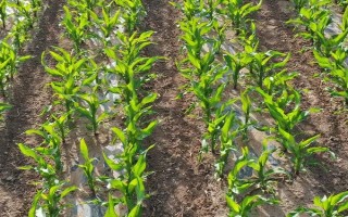 SK567玉米品种简介，中抗大斑病