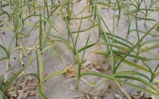 蒜苗叶尖干枯发黄的原因，可能是重茬栽种或缺乏营养所致