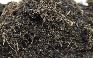 好听又有深意的植物，常见的有紫珠、玉簪、流苏等