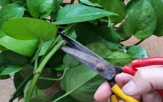 大盆绿萝的养殖方法，每隔一周浇一次水