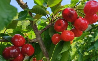 车厘子的种植环境介绍，可以在每年4-5月份进行种植