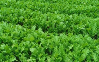 芥菜的田间管理方法，每次培土都需追施肥一次