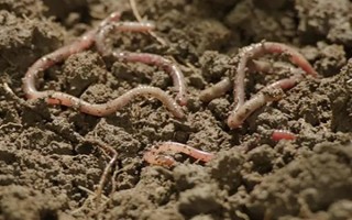 蚯蚓土怎么养花，可直接使用