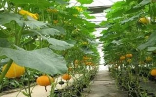 南瓜怎么高产种植，一定要确保植株生长环境空气流通