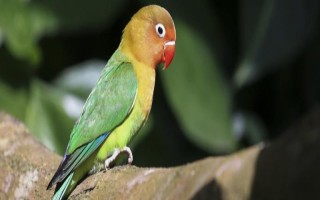 头类鹦鹉和面类鹦鹉的区别是什么，嘴巴颜色和品种数量均不同