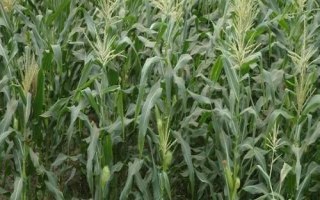 SK4517玉米种子特征特性,中抗茎腐病