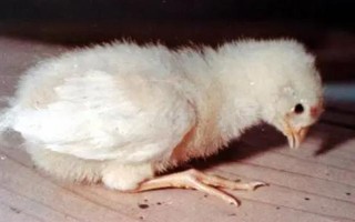 小鸡苗的养殖方法，雏鸡苗一定要注意保温