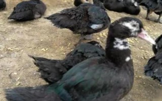 香鹑雁的饲养管理方法，要尽量创造一个安静的饲养环境