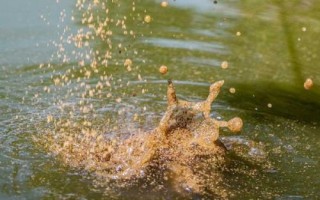 酒米打窝要提前多长时间，春秋季节可提前半小时