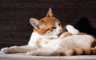 猫咪突然尿频且尿少的原因,可能是饮水量不足或泌尿系统疾病导致
