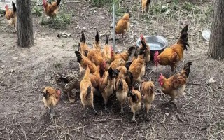 一个平方散养多少只鸡，0-4周龄能养10-15只/平方米