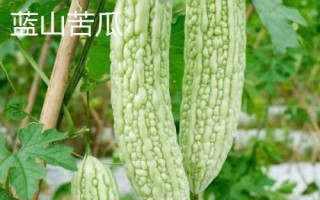 优良的苦瓜品种，包括滑身苦瓜、长身苦瓜、夏丰苦瓜等种类