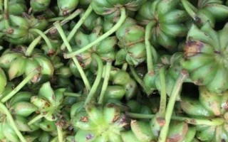 八角的价格，不同地区的价格不同