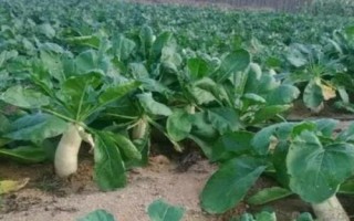 稻田栽秋萝卜的方法，在子叶张开时进行第一次间苗