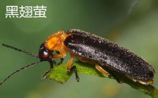 萤火虫种类,不同品种的体型不同