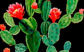 仙人掌有什么花语，具有坚强、等待、心底的爱等含义