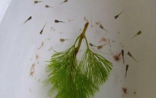 小鱼苗什么时候喂食，出生第二天就可以喂食了