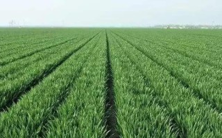 垦红24小麦种子介绍，比对照品种垦九10号晚熟2天