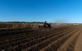 天冬的价格，大概在22-35元一斤