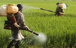 地下害虫防治方法，包括药剂拌种、毒土撒施、毒饵诱杀等