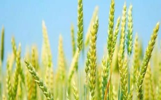 小麦何时浇水以及要注意什么，3月中上旬可以浇返青水