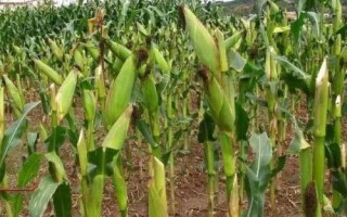 扬甜糯104玉米种简介,适宜密度每亩4000株左右