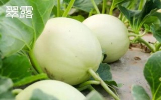 厚皮甜瓜品种，这几个品种的瓜肉厚度达到4厘米