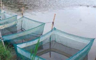 养殖10亩小龙虾的成本，大概需要13万元左右