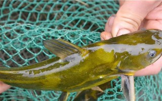 怎么清洗黄骨鱼，用水冲洗后再用开水烫一下