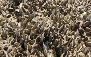 海瓜子怎么养殖，排干水塘再将种苗均匀撒在塘面上