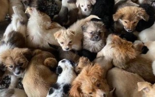 养一百只土狗的利润，收益通常可达到30%左右