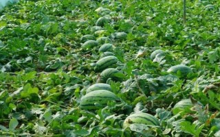 西瓜裂果怎样防止，晴天在傍晚浇水最好