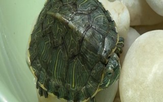 巴西龟冬眠苏醒的时间，一般在次年的3-4月份逐渐苏醒